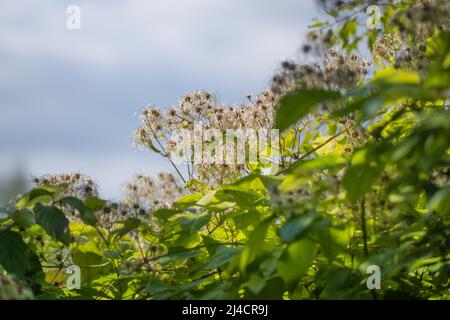 Traveller's Joy (Clematis vitalba), fruit de semence au soleil, Velbert, Rhénanie-du-Nord-Westphalie, Allemagne Banque D'Images