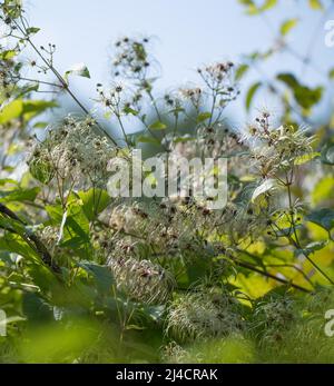 Traveller's Joy (Clematis vitalba), fruit de semence au soleil, Velbert, Rhénanie-du-Nord-Westphalie, Allemagne Banque D'Images