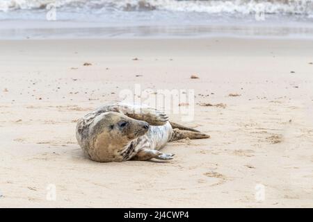 Jeu de horsey, Norflolk. ROYAUME-UNI. Les phoques gris de l'Atlantique ont été échoués pendant la mue en mars 2022 avec des adultes et des calfs le long de la côte. Crédit : Keith J SMI Banque D'Images