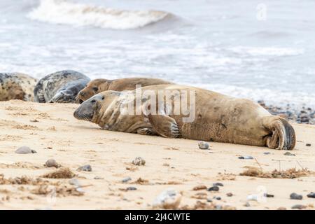 Jeu de horsey, Norflolk. ROYAUME-UNI. Les phoques gris de l'Atlantique ont été échoués pendant la mue en mars 2022 avec des adultes et des calfs le long de la côte. Crédit : Keith J SMI Banque D'Images