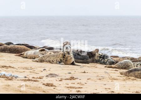 Jeu de horsey, Norflolk. ROYAUME-UNI. Les phoques gris de l'Atlantique ont été échoués pendant la mue en mars 2022 avec des adultes et des calfs le long de la côte. Crédit : Keith J SMI Banque D'Images