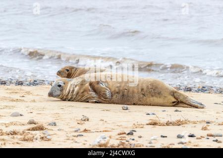 Jeu de horsey, Norflolk. ROYAUME-UNI. Les phoques gris de l'Atlantique ont été échoués pendant la mue en mars 2022 avec des adultes et des calfs le long de la côte. Crédit : Keith J SMI Banque D'Images