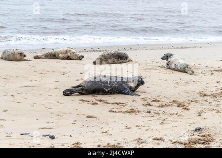 Jeu de horsey, Norflolk. ROYAUME-UNI. Les phoques gris de l'Atlantique ont été échoués pendant la mue en mars 2022 avec des adultes et des calfs le long de la côte. Crédit : Keith J SMI Banque D'Images