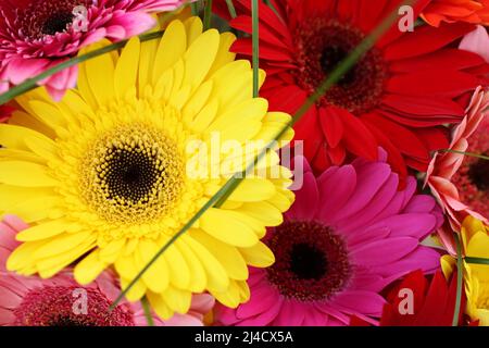 Bouquet de gerberas rouges, jaunes, roses, violets. Vue de dessus vers le bas. Gros plan. Banque D'Images