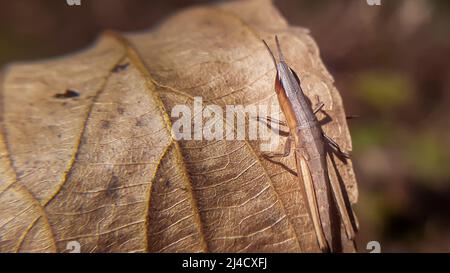 Magnifique sauterelle sur feuille sèche.les sauterelles sont un groupe d'insectes appartenant au sous-ordre Caelifera. Banque D'Images