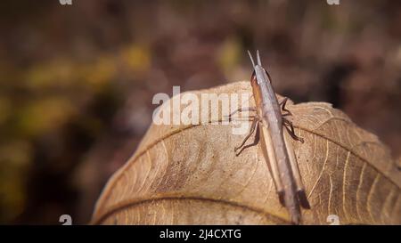 Magnifique sauterelle sur feuille sèche.les sauterelles sont un groupe d'insectes appartenant au sous-ordre Caelifera. Banque D'Images