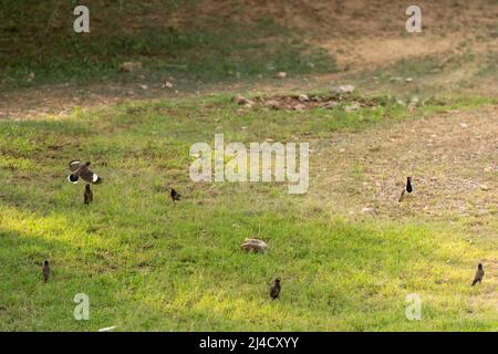 surveiller le lézard ou le moniteur bengal ou le moniteur indien commun ou varanus bengalensis attaqué courant par troupeau de lutte d'oiseaux pour la sécurité de la forêt de poussins Banque D'Images