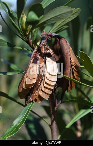 Graines et graines de la famille des Proteaceae, originaire d'Australie, Waratah, Telopéa speciossima. Les graines ont des ailes pour la dispersion du vent. Banque D'Images