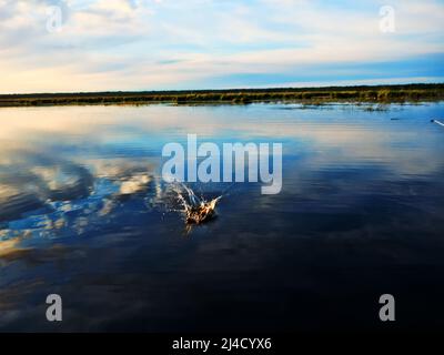 Pêche au coucher du soleil. Capture de poissons prédateurs sur la filature. Couleurs de coucher de soleil sur la surface de l'eau Banque D'Images