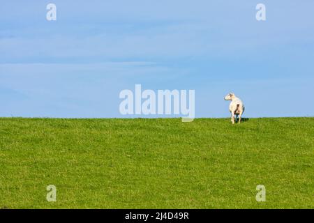 Shorn brebis sur le levee de la mer du Nord sous le ciel bleu. Grand espace de copie. Banque D'Images