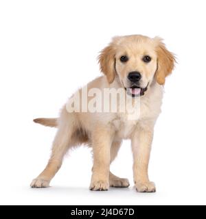 Adorable pup Golden Retriever de 3 mois, debout face à l'avant. Regarder vers l'appareil photo avec les yeux marron foncé. Isolé sur un fond blanc. Banque D'Images