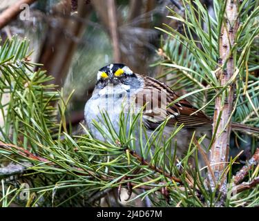 Bruant à gorge blanche perché sur une branche de pin avec un arrière-plan flou dans son environnement et son habitat entourant la neige qui tombe. Banque D'Images