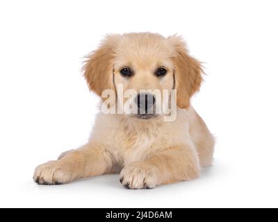 Adorable pup Golden Retriever de 3 mois, posé face à l'avant. Regarder vers l'appareil photo avec les yeux marron foncé. Isolé sur un fond blanc. Banque D'Images