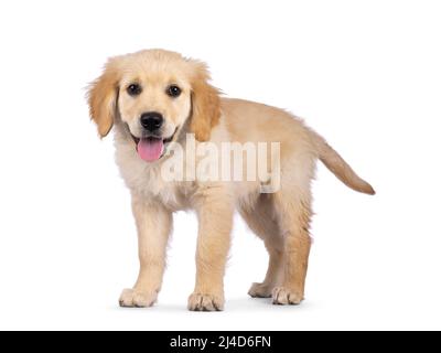 Adorable pup Golden Retriever de 3 mois, debout sur le côté face à l'avant. Regarder vers l'appareil photo avec les yeux marron foncé. Isolé sur un backgroun blanc Banque D'Images