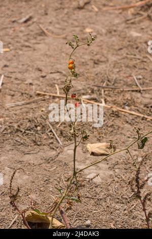 tomate sauvage dans un désert avec des fruits Banque D'Images