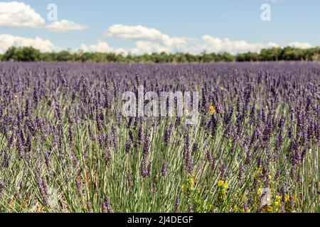 Espèce envahissante avec des fleurs jaunes boutercup latins Ranunculus repens parmi les épis de lavande violets sur le champ de lavande, Vaucluse, Provence Banque D'Images