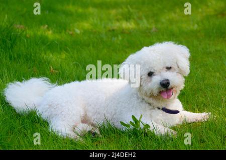 Bichon Frize couché sur un pré vert Banque D'Images