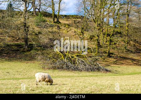 Tempête dans le pays, English Lake District avec arbre tombé dans les bois et pâturage des moutons avec petite colline, mur de pierre et ciel bleu Banque D'Images