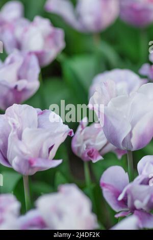 Tulipes blanches et violettes close-up, selective focus Banque D'Images