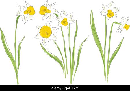 Daffodil Spring fleur de Pâques botanique main dessinée vecteur illustration ensemble isolé sur blanc. Illustration de Vecteur