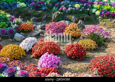 Chrysanthèmes blanc, jaune, orange et rose du jardin botanique Iasi, Roumanie Banque D'Images