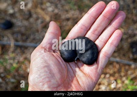 Guanacaste, arbre d'oreille de singe ou graine d'arbre d'oreille d'éléphant (Enterolobium cyclocarpum) à portée de main Banque D'Images