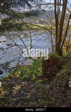 Vue sur la rivière Esk à travers la rivière boisée. En amont du pont à Bentpath Banque D'Images