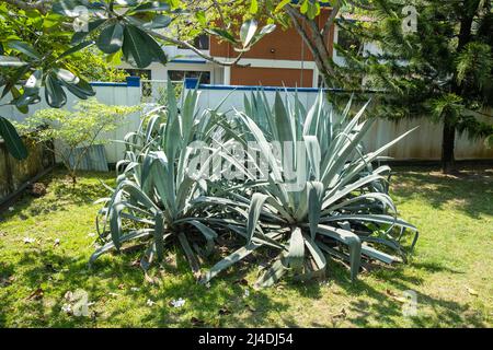 immense usine d'agava dans le jardin Banque D'Images