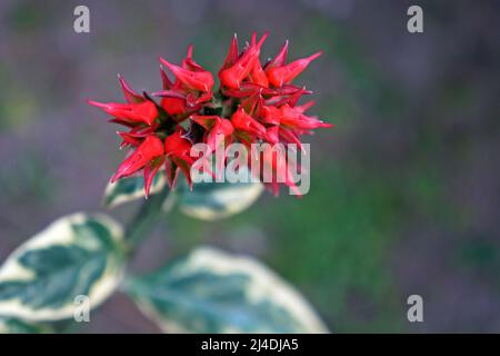 Fleurs de l'épine dorsale du diable (Euphorbia tithymaloides ou Pedilanthus tithymaloides) Banque D'Images