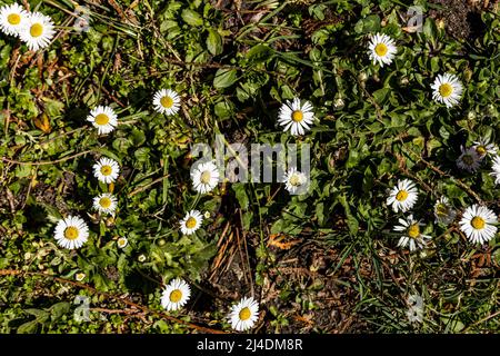 De magnifiques fleurs de fleurs de printemps brillent un jour ensoleillé dans un champ vert. Motif herbe avec fleurs. Photo de haute qualité Banque D'Images