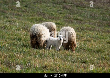 Agneau parmi les moutons dans le pâturage, l'agneau regarder vers l'appareil-photo entre trois brebis cultivées pâturage herbe Banque D'Images