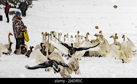 Femme nourrissant des oiseaux sur le lac Tjornin, dans le centre de Reykjavík, en Islande Banque D'Images