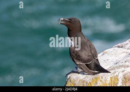 Razorbill, Alca torda, adulte reposant sur l'éperon rocheux. May, Great Saltee, Co Wexford, Irlande Banque D'Images