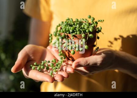 Main de fille tenant un petit pot en terre cuite avec Senecio Rowley-anus communément connu comme une chaîne de perles Banque D'Images