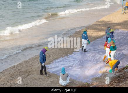 Des bénévoles nettoyant la rive de la mer à la suite des incidents de déversement d'hydrocarbures à la plage de Rayong. Banque D'Images