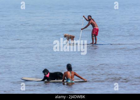 Aurora province, Philippines. 14th avril 2022. Les surfeurs et leurs chiens du collectif des chiens ont prévu de prendre une vague sur une plage de la province d'Aurora, aux Philippines, le 14 avril 2022. Fondé en 2016, le collectif de chiens se compose d'amateurs de surf qui sont également des amoureux de chiens. Ils passent leur temps libre à enseigner à leurs animaux de compagnie adoptifs à monter à bord d'une planche de surf dans la municipalité de Baler, dans la province d'Aurora, qui est connue localement comme « le berceau du surf philippin ». Crédit: Rouelle Umali/Xinhua/Alamy Live News Banque D'Images