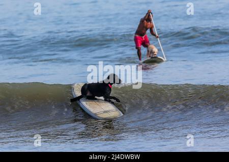 Aurora province, Philippines. 14th avril 2022. Le surfeur Mario Cardama Jr. Et les chiens surfent sur une plage dans la province d'Aurora, aux Philippines, le 14 avril 2022. Fondé en 2016, le collectif de chiens se compose d'amateurs de surf qui sont également des amoureux de chiens. Ils passent leur temps libre à enseigner à leurs animaux de compagnie adoptifs à monter à bord d'une planche de surf dans la municipalité de Baler, dans la province d'Aurora, qui est connue localement comme « le berceau du surf philippin ». Crédit: Rouelle Umali/Xinhua/Alamy Live News Banque D'Images