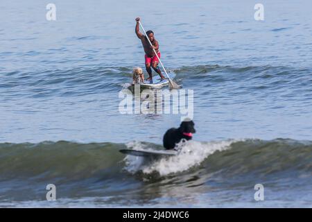 Aurora province, Philippines. 14th avril 2022. Le surfeur Mario Cardama Jr. Et les chiens surfent sur une plage dans la province d'Aurora, aux Philippines, le 14 avril 2022. Fondé en 2016, le collectif de chiens se compose d'amateurs de surf qui sont également des amoureux de chiens. Ils passent leur temps libre à enseigner à leurs animaux de compagnie adoptifs à monter à bord d'une planche de surf dans la municipalité de Baler, dans la province d'Aurora, qui est connue localement comme « le berceau du surf philippin ». Crédit: Rouelle Umali/Xinhua/Alamy Live News Banque D'Images