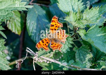 Comma Butterfly (Polygonia C-album) s'est installé sur des feuilles d'ortie au début du printemps, alors que le temps chaud arrive, Londres, Royaume-Uni Banque D'Images