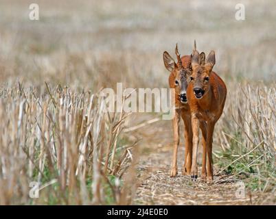 cerf pendant la cour pendant l'été à Ingelheim, en Allemagne Banque D'Images