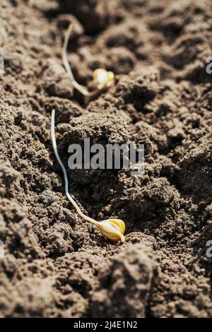 Le jeune semis de maïs se trouve dans le sol Banque D'Images