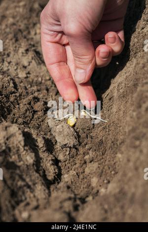 Les femmes plantent à la main de jeunes plants de maïs Banque D'Images