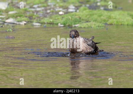 Géorgie du Sud, Fortuna Bay, Whistle Cove. Bain de skua brun dans l'étang (Catharacta antarctique) Banque D'Images