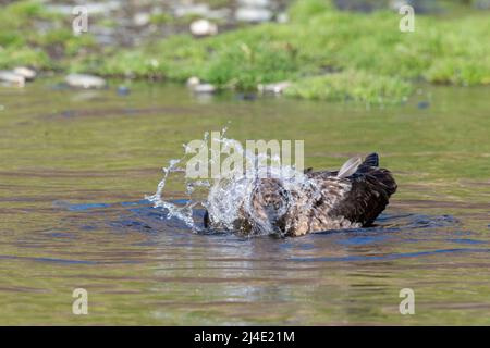 Géorgie du Sud, Fortuna Bay, Whistle Cove. Bain de skua brun dans l'étang (Catharacta antarctique) Banque D'Images