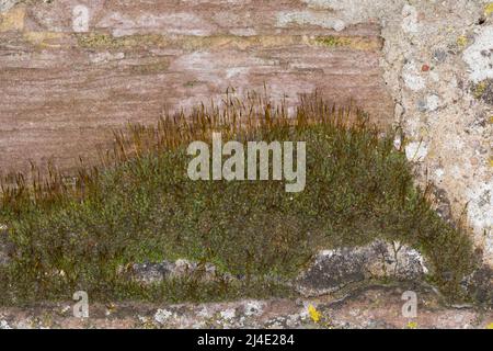 Mauer-Drehzahnmoos, dans den Fugen einer Mauer, Mauerdrehzahnmoos, Drehzahnmoos, Mauer-Drehzahn, Tortula muralis, Mousse Tortula, mousse murale à vis, Barbule Banque D'Images