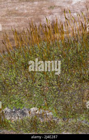 Mauer-Drehzahnmoos, dans den Fugen einer Mauer, Mauerdrehzahnmoos, Drehzahnmoos, Mauer-Drehzahn, Tortula muralis, Mousse Tortula, mousse murale à vis, Barbule Banque D'Images