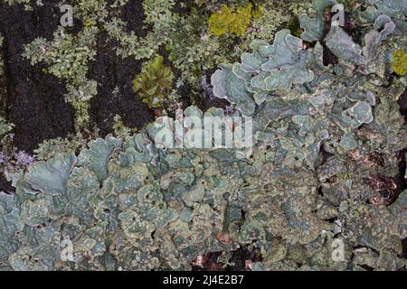 Sulcatflechte, Furchen-Schüsselflechte, auf der Rinde eines Stadtbaumes, Parmelia sulcata, Parmelia saxatilis var. Sulcata, lichen blindé martelé, cr Banque D'Images