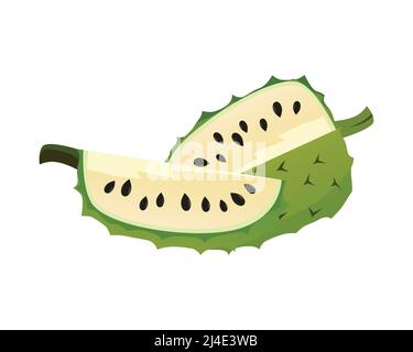 Soursop détaillé et le vecteur d'illustration des coupes Illustration de Vecteur