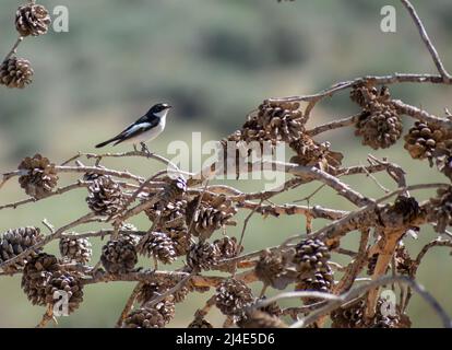 Mouche-collecteur à pied mâle Atlas (Ficedula spéculogera) Banque D'Images