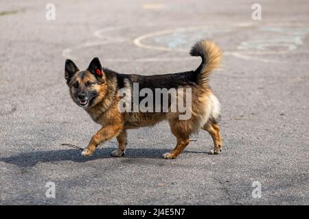 regardez le chien sans-abri assis dans la rue sous une pluie battante Banque D'Images